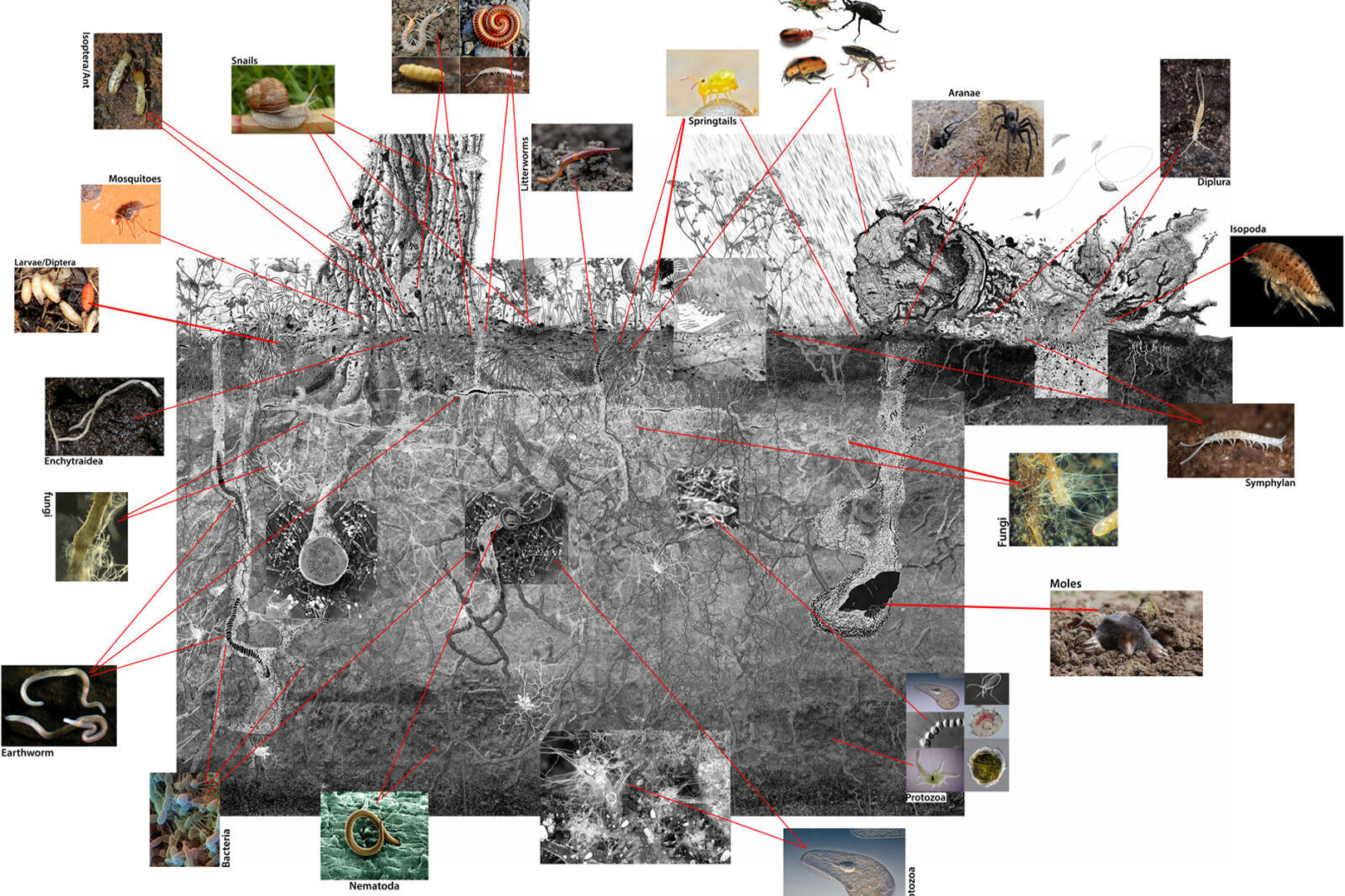 Petra Blaisse / Inside Outside, Living Soil, Nederland, 2020–25